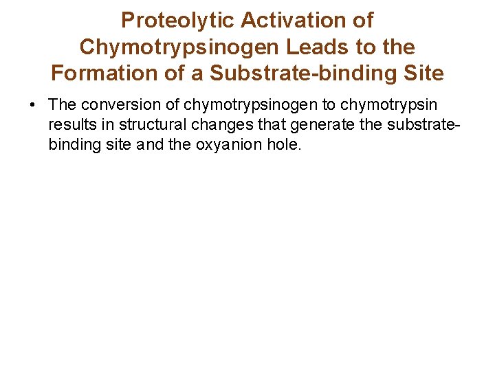 Proteolytic Activation of Chymotrypsinogen Leads to the Formation of a Substrate-binding Site • The Proteolytic Activation of Chymotrypsinogen Leads to the Formation of a Substrate-binding Site • The