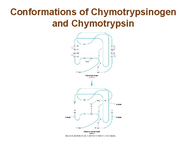Conformations of Chymotrypsinogen and Chymotrypsin Conformations of Chymotrypsinogen and Chymotrypsin