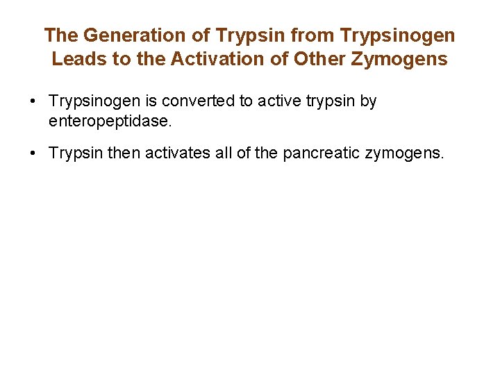 The Generation of Trypsin from Trypsinogen Leads to the Activation of Other Zymogens • The Generation of Trypsin from Trypsinogen Leads to the Activation of Other Zymogens •