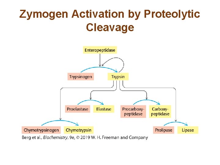 Zymogen Activation by Proteolytic Cleavage Zymogen Activation by Proteolytic Cleavage
