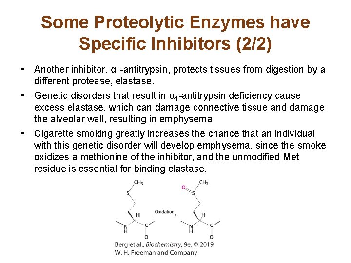 Some Proteolytic Enzymes have Specific Inhibitors (2/2) • Another inhibitor, α 1 -antitrypsin, protects Some Proteolytic Enzymes have Specific Inhibitors (2/2) • Another inhibitor, α 1 -antitrypsin, protects