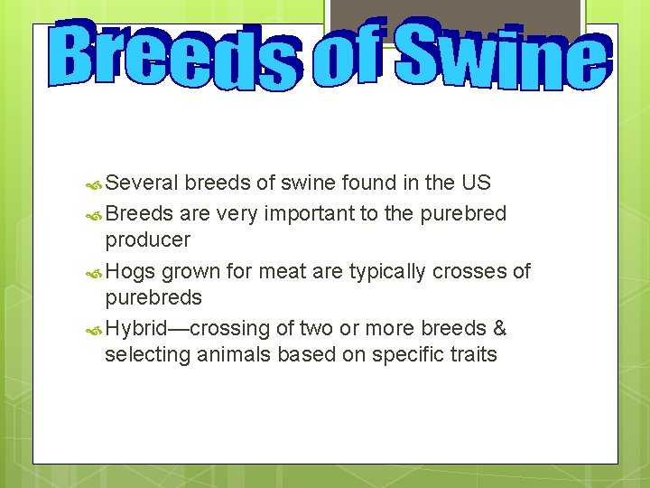  Several breeds of swine found in the US Breeds are very important to