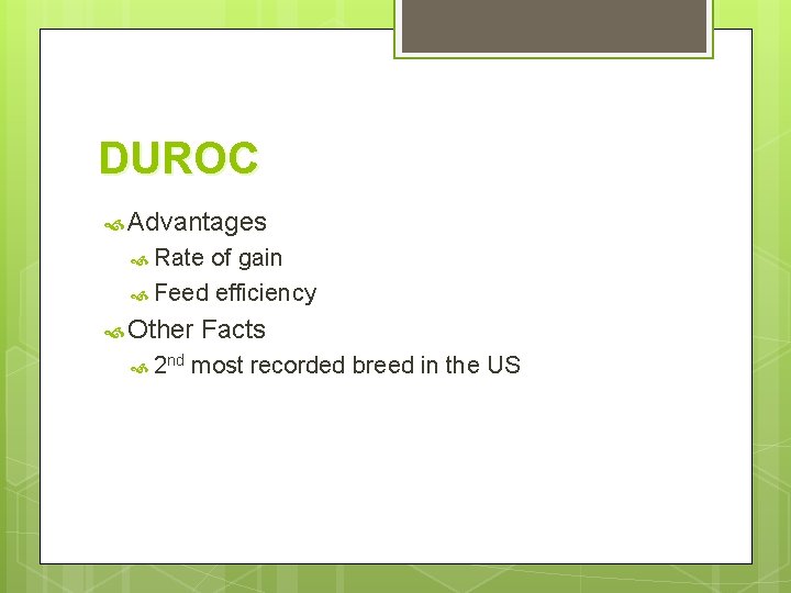 DUROC Advantages Rate of gain Feed efficiency Other 2 nd Facts most recorded breed