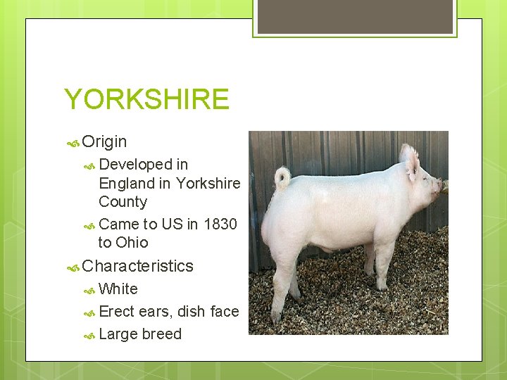 YORKSHIRE Origin Developed in England in Yorkshire County Came to US in 1830 to