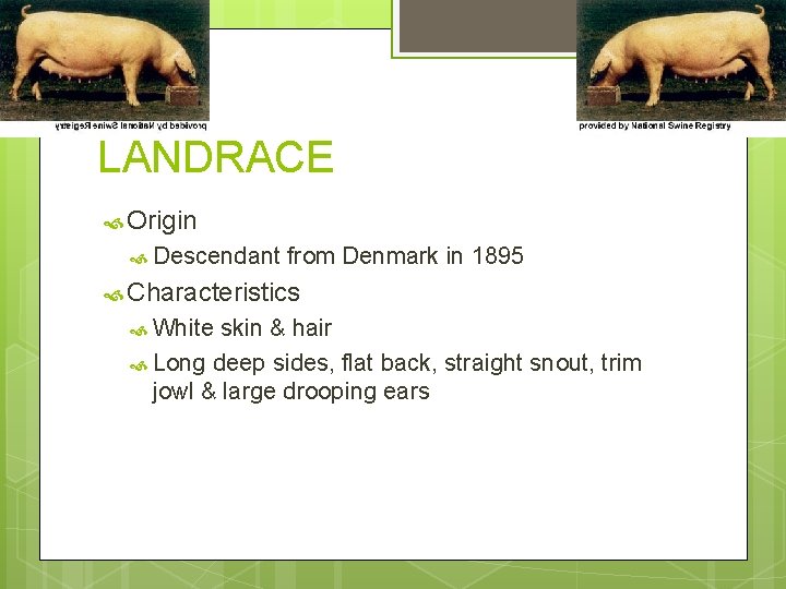 LANDRACE Origin Descendant from Denmark in 1895 Characteristics White skin & hair Long deep