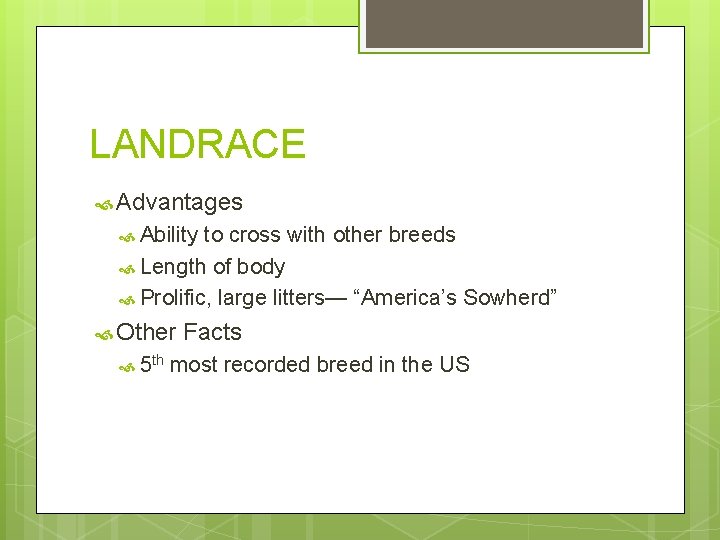 LANDRACE Advantages Ability to cross with other breeds Length of body Prolific, large litters—