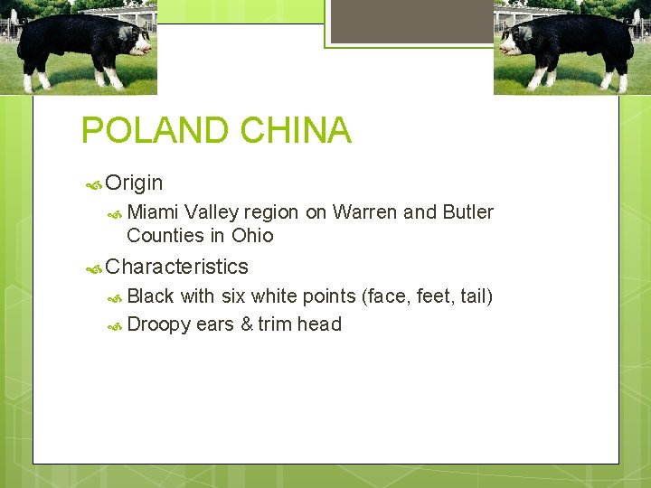 POLAND CHINA Origin Miami Valley region on Warren and Butler Counties in Ohio Characteristics