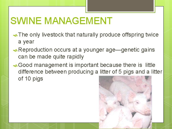 SWINE MANAGEMENT The only livestock that naturally produce offspring twice a year Reproduction occurs