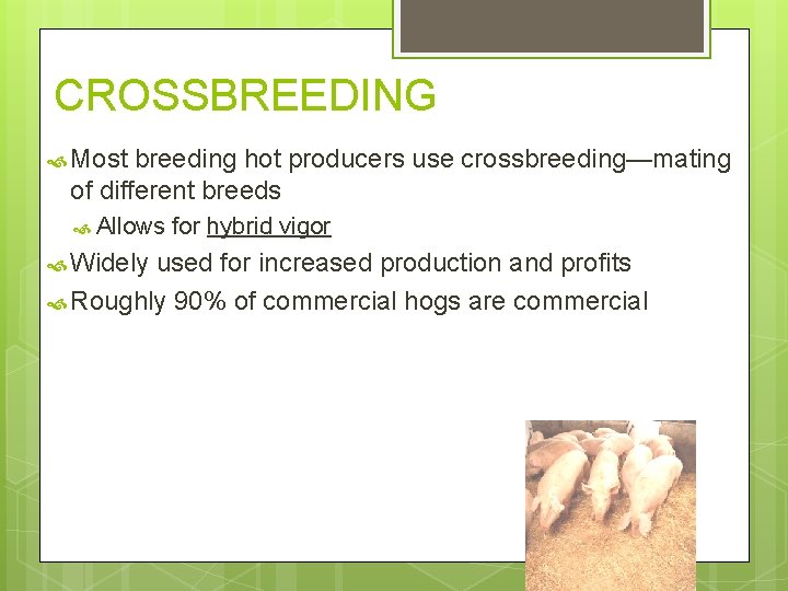 CROSSBREEDING Most breeding hot producers use crossbreeding—mating of different breeds Allows Widely for hybrid