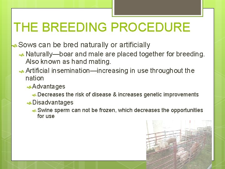 THE BREEDING PROCEDURE Sows can be bred naturally or artificially Naturally—boar and male are
