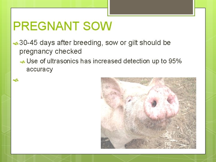 PREGNANT SOW 30 -45 days after breeding, sow or gilt should be pregnancy checked