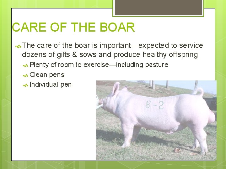 CARE OF THE BOAR The care of the boar is important—expected to service dozens