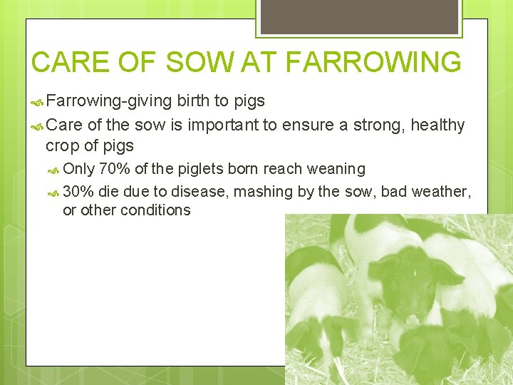 CARE OF SOW AT FARROWING Farrowing-giving birth to pigs Care of the sow is