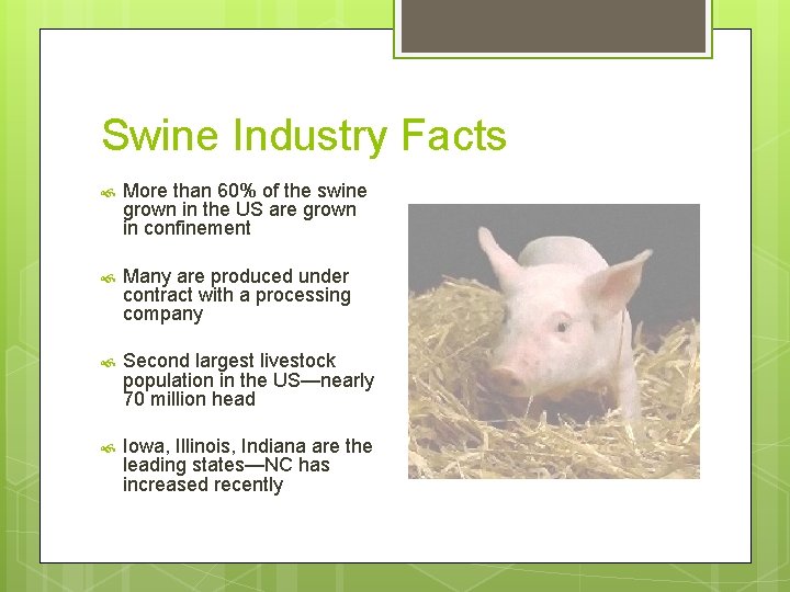 Swine Industry Facts More than 60% of the swine grown in the US are