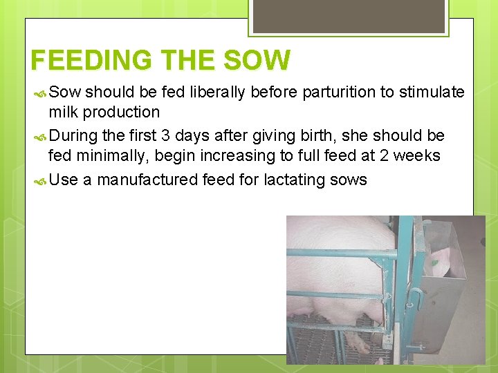 FEEDING THE SOW Sow should be fed liberally before parturition to stimulate milk production