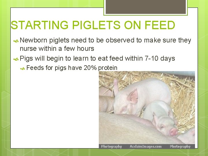 STARTING PIGLETS ON FEED Newborn piglets need to be observed to make sure they