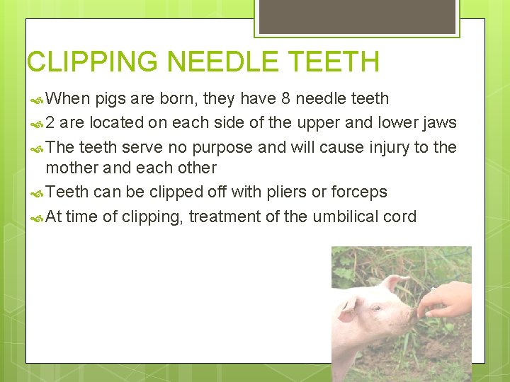 CLIPPING NEEDLE TEETH When pigs are born, they have 8 needle teeth 2 are