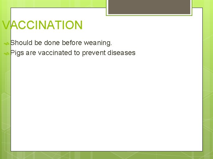 VACCINATION Should be done before weaning. Pigs are vaccinated to prevent diseases 