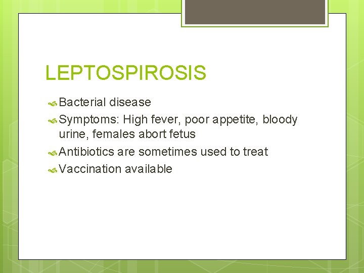 LEPTOSPIROSIS Bacterial disease Symptoms: High fever, poor appetite, bloody urine, females abort fetus Antibiotics