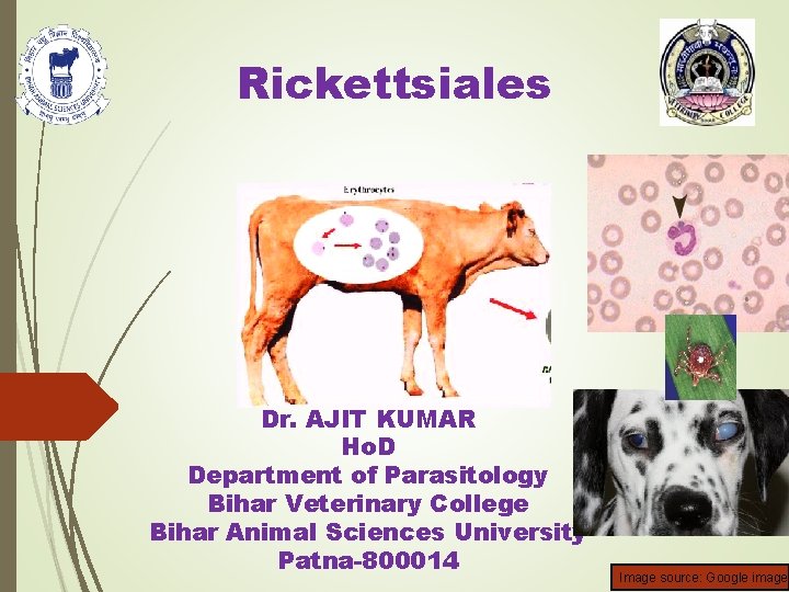 Rickettsiales Dr. AJIT KUMAR Ho. D Department of Parasitology Bihar Veterinary College Bihar Animal