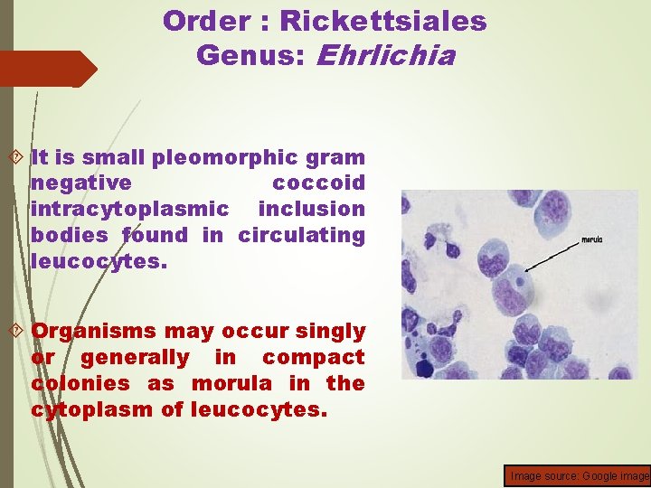 Order : Rickettsiales Genus: Ehrlichia It is small pleomorphic gram negative coccoid intracytoplasmic inclusion