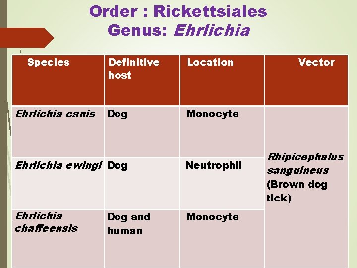 Order : Rickettsiales Genus: Ehrlichia Species Ehrlichia canis Definitive host Location Dog Monocyte Ehrlichia