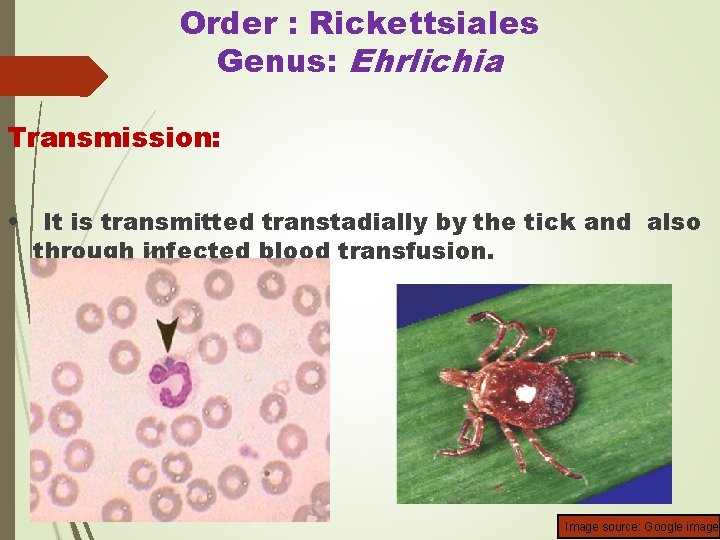 Order : Rickettsiales Genus: Ehrlichia Transmission: • It is transmitted transtadially by the tick