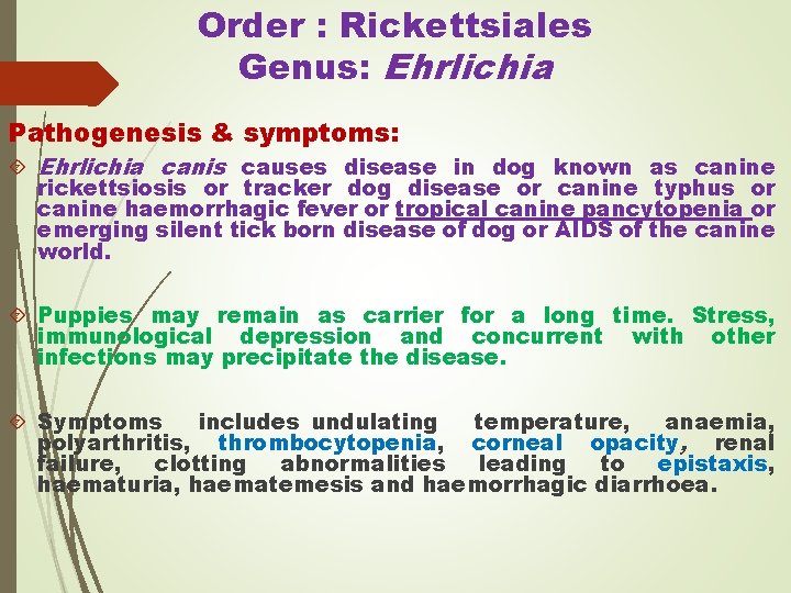 Order : Rickettsiales Genus: Ehrlichia Pathogenesis & symptoms: Ehrlichia canis causes disease in dog