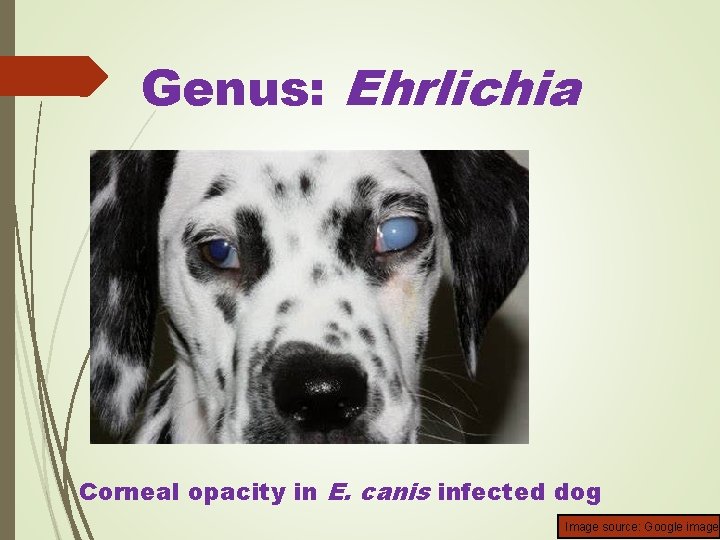 Genus: Ehrlichia Corneal opacity in E. canis infected dog Image source: Google image 