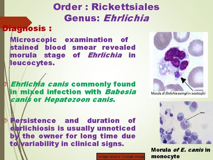 Diagnosis : Order : Rickettsiales Genus: Ehrlichia Microscopic examination of stained blood smear revealed