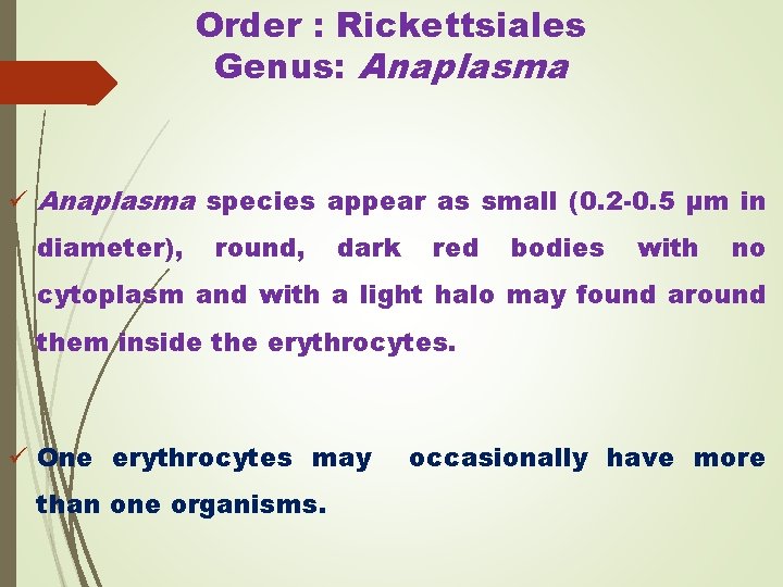 Order : Rickettsiales Genus: Anaplasma ü Anaplasma species appear as small (0. 2 -0.