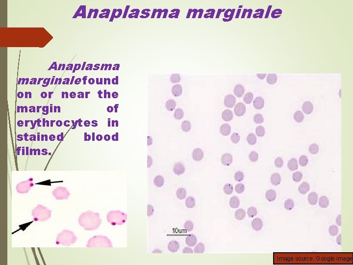 Anaplasma marginale found on or near the margin of erythrocytes in stained blood films.