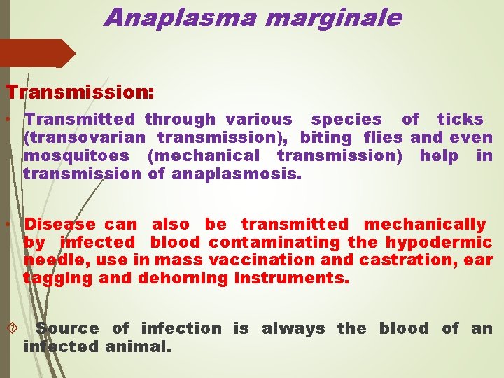 Anaplasma marginale Transmission: • Transmitted through various species of ticks (transovarian transmission), biting flies