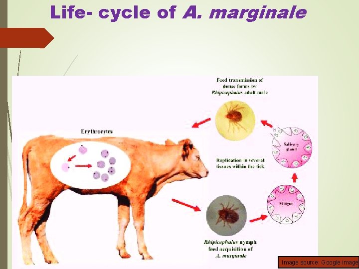 Life- cycle of A. marginale Image source: Google image 