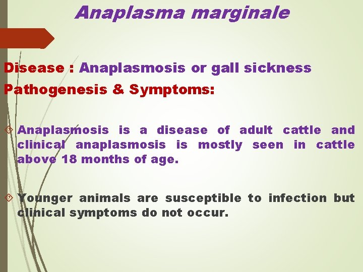 Anaplasma marginale Disease : Anaplasmosis or gall sickness Pathogenesis & Symptoms: Anaplasmosis is a