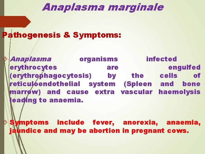 Anaplasma marginale Pathogenesis & Symptoms: Anaplasma organisms infected erythrocytes are engulfed (erythrophagocytosis) by the