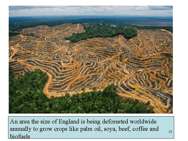 An area the size of England is being deforested worldwide annually to grow crops