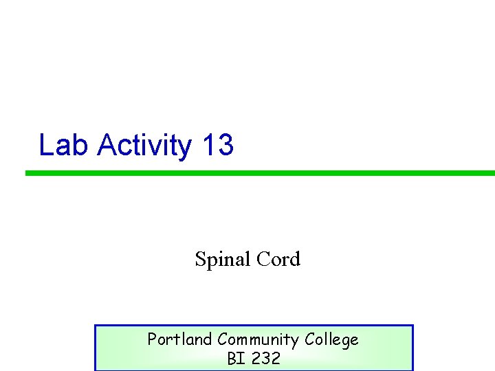 Lab Activity 13 Spinal Cord Portland Community College BI 232 