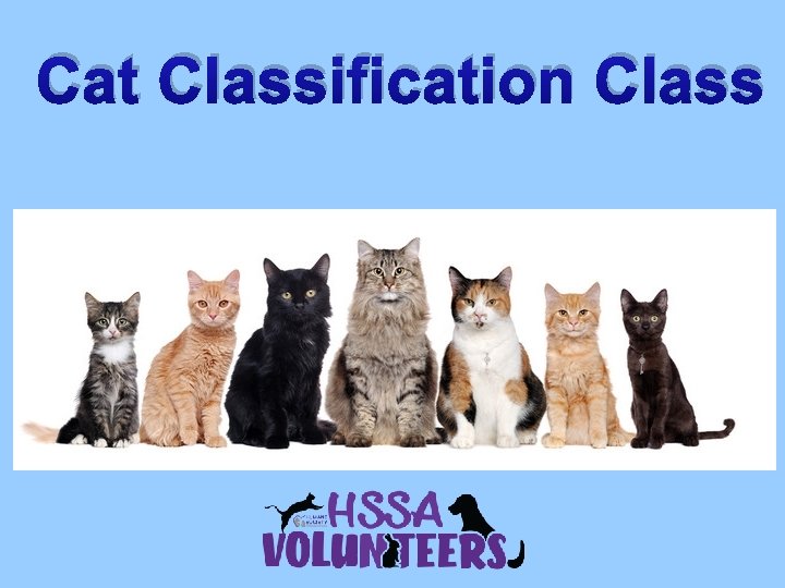 Cat Classification Class 