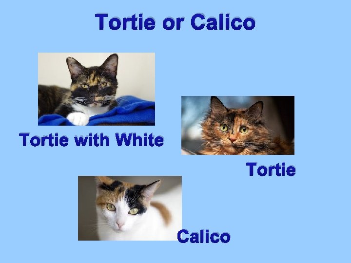 Tortie or Calico Tortie with White Tortie Calico 