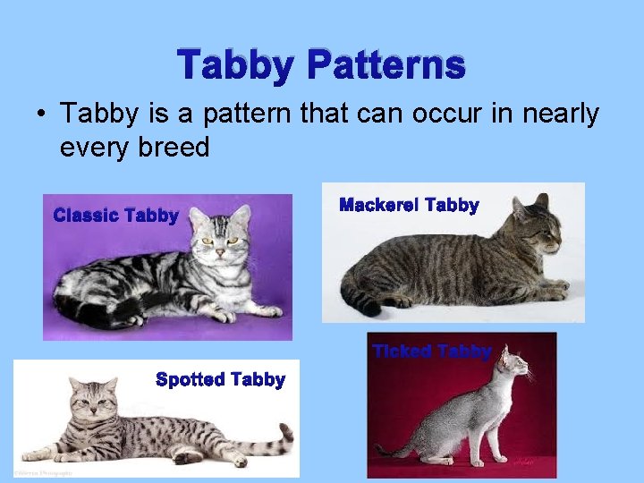Tabby Patterns • Tabby is a pattern that can occur in nearly every breed