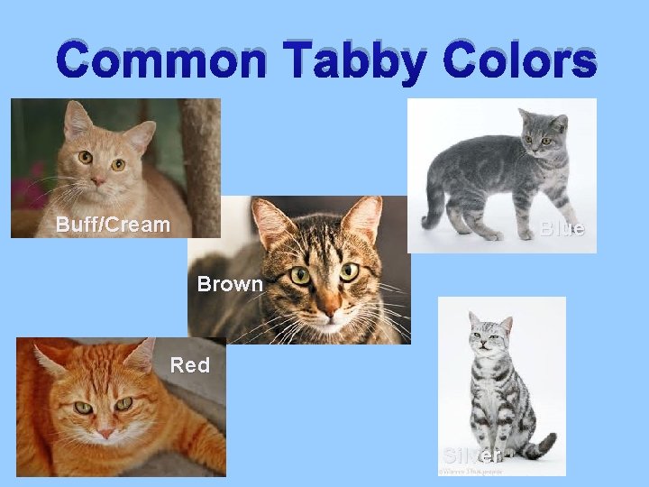 Common Tabby Colors Buff/Cream Blue Brown Red Silver 