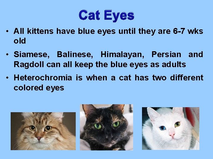 Cat Eyes • All kittens have blue eyes until they are 6 -7 wks