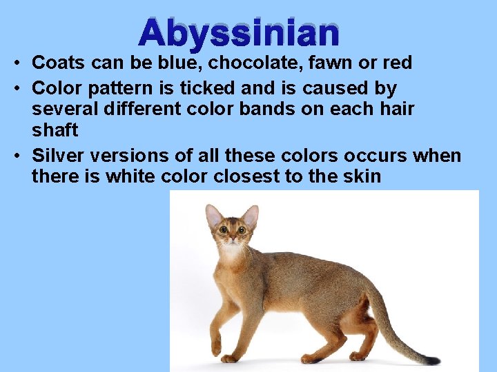 Abyssinian • Coats can be blue, chocolate, fawn or red • Color pattern is