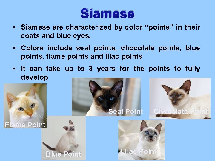 Siamese • Siamese are characterized by color “points” in their coats and blue eyes.