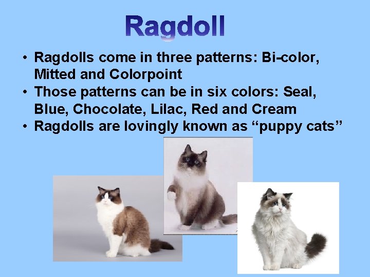  • Ragdolls come in three patterns: Bi-color, Mitted and Colorpoint • Those patterns