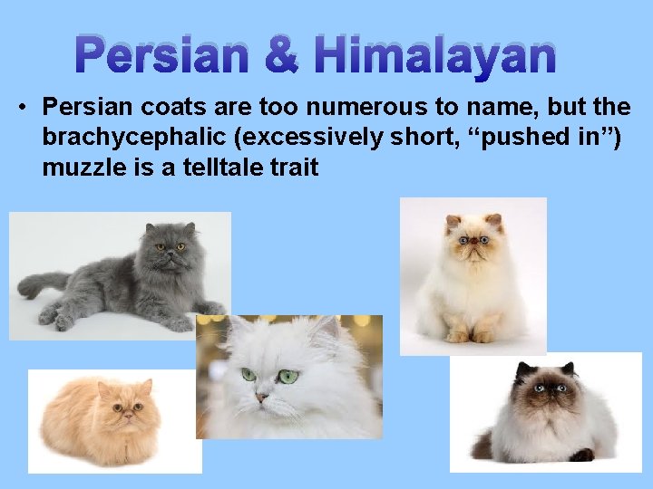 Persian & Himalayan • Persian coats are too numerous to name, but the brachycephalic