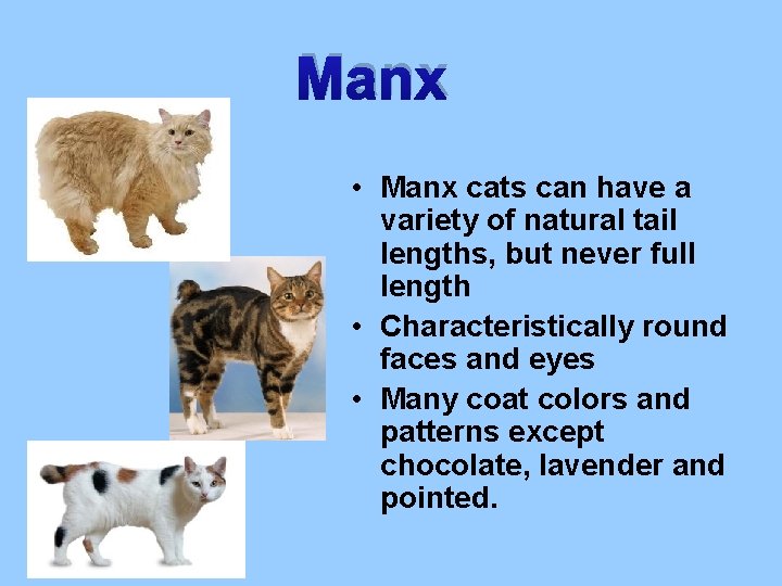 Manx • Manx cats can have a variety of natural tail lengths, but never