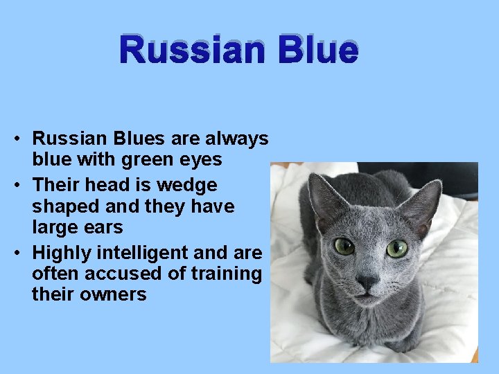 Russian Blue • Russian Blues are always blue with green eyes • Their head