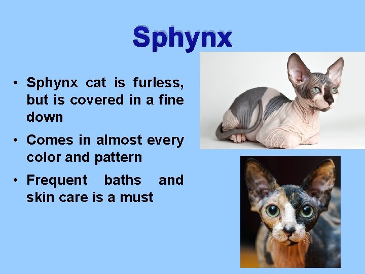 Sphynx • Sphynx cat is furless, but is covered in a fine down •